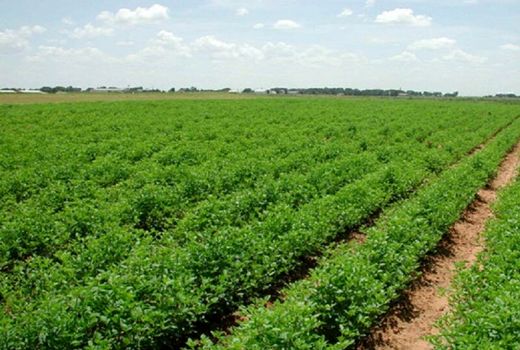 اجرای ۱۰۰ هکتاری طرح توسعه باغات در اراضی شیبدار