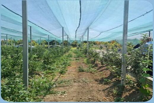 اجرای طرح سایبان باغات در سطح ۶۵۰۰ متر مربع از باغات الگویی ارومیه