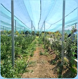 اجرای طرح سایبان باغات در سطح ۶۵۰۰ متر مربع از باغات الگویی ارومیه