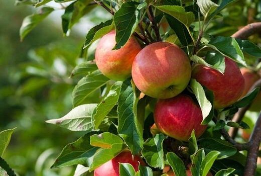 تولید 286 تن سیب گلاب در بیضا