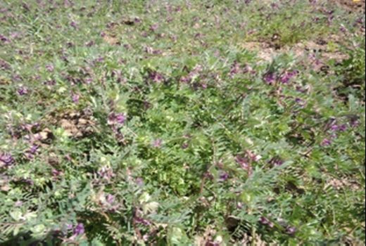 کشت علوفه ماشک صرفه اقتصادی بالایی دارد 