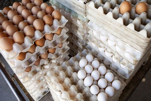 پلمپ یک واحد غیر مجاز بسته بندی تخم مرغ در شهریار 