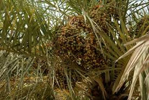 جا نمایی دو کانون یادگیری با موضوع خرما در آبادان