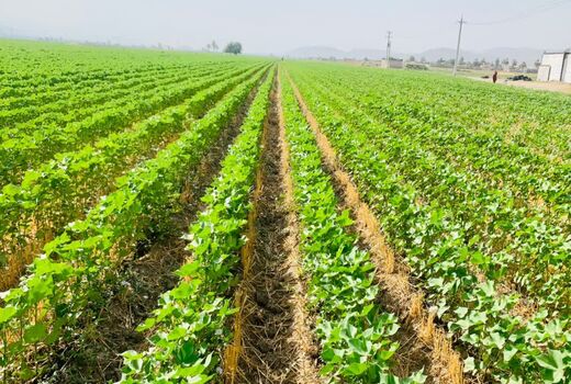 آغاز کاشت پنبه در مزارع شهرستان داراب
