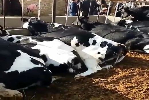 علت مرگ گاوهای دامدار خلیل آبادی برخورد 