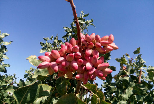 آغاز برداشت محصول از قطب پسته استان فارس