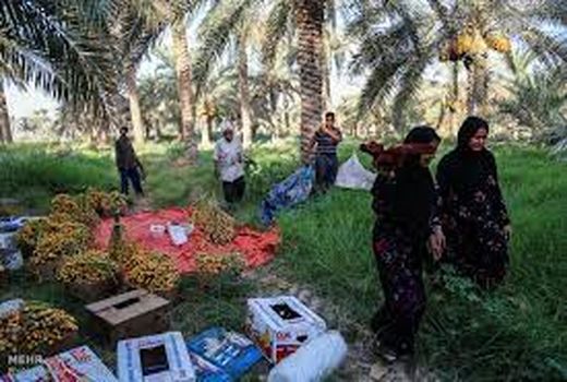 افزایش 10درصدی خرید خرما در خوزستان