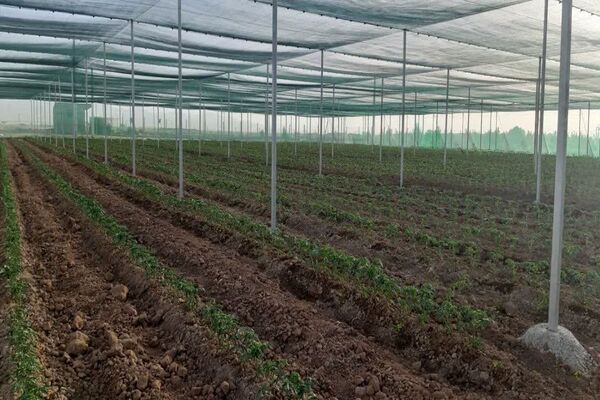 ۶۰ هکتار از مزارع گوجه فرنگی استان قزوین با روش سایبان کشت شد