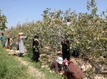 اجرای کِیل گیری باغهای پسته شهرستان آران وبیدگل