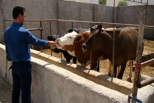 ترویج و توسعه گاو نژاد سمینتال در فراشبند