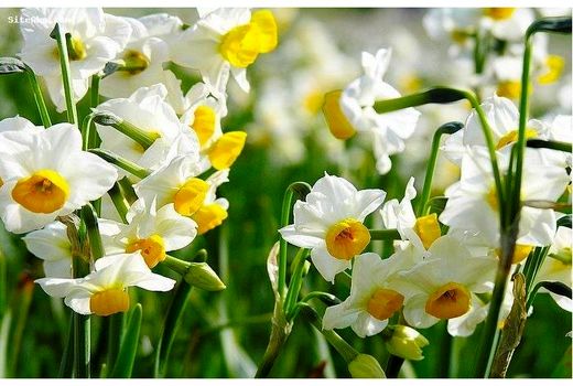 کشت 12 هکتاری گل نرگس در ساری/ درآمد 11 میلیاردی