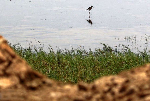 گیاهان بومی هوای خوزستان را صاف می‌کند