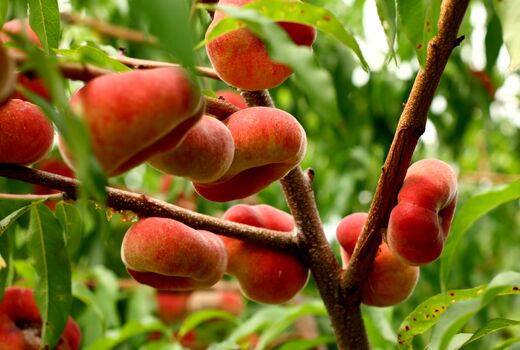 افزایش ۶ هزار تنی تولید هلو در آذربایجان شرقی علی‌رغم خسارات طبیعی 
