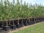 کاشت 150 هزار اصله نهال در استان اصفهان به مناسبت هفته منابع طبیعی