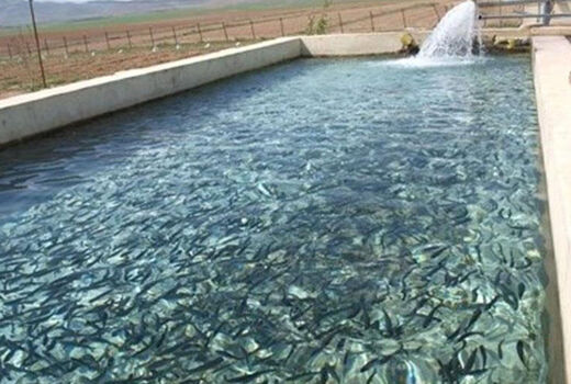 ضرورت توسعه آبزی پروری در آذربایجان غربی