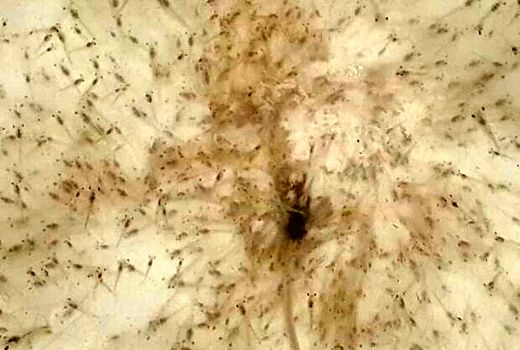 امکان ذخیره‌سازی دو مرحله‌ای لارو میگو در استان بوشهر فراهم شد