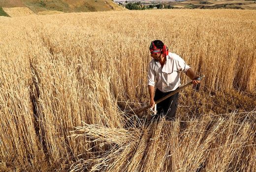 سود 495 میلیون دلاری کشور به‌دنبال خودکفایی در تولید گندم 