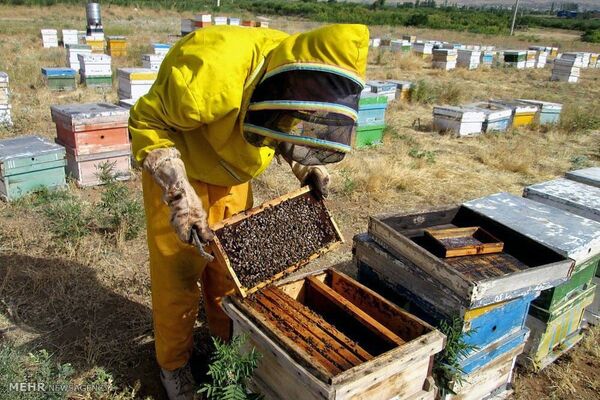 تولید بیش از ۲۵۰۰ تن عسل از زنبورستان‌های چهارمحال و بختیاری