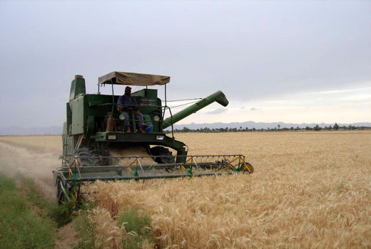 آغاز برداشت مکانیزه گندم از سطح اراضی استان یزد