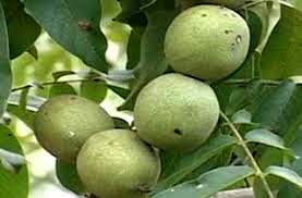 پیش بینی برداشت 11500 تن گردو از 17120 هکتار باغات استان کرمان 