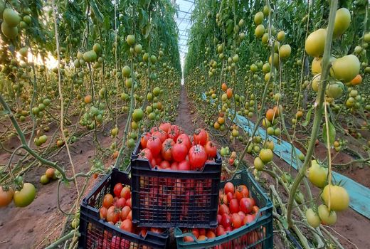 70هزار تن محصول گلخانه درسیستان و بلوچستان تولید می شود