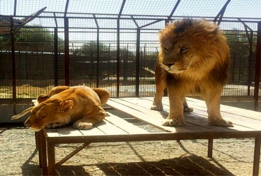 آغازبه کار باغ وحش صفادشت با 145 گونه نادر و کمیاب