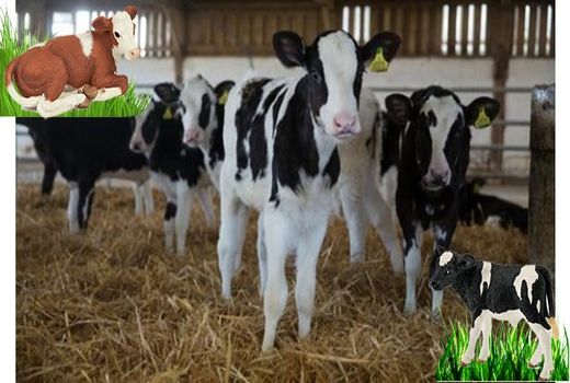 مژده به پرواربندان گوساله شهرستان اسفراین