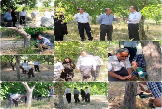 اجرای طرح پایلوت مدیریت آفت کرم خراط در شهرستان اسکو