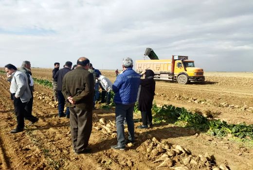 کشت چغندرقند در ۷۵۷ هکتار از اراضی کشاورزی استان قزوین 