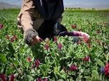 پرداخت تسهیلات حمایتی جهت توسعه کشت گیاهان دارویی در یزد
