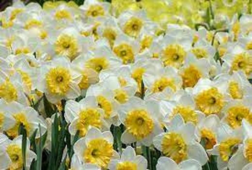 کاشت گل نرگس به مزارع شهرستان بدره رسید