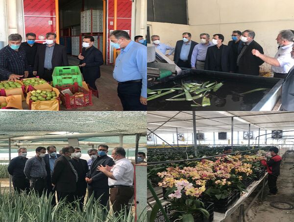 بازدید معاون وزیر جهاد کشاورزی از اولین واحد تولید آلوئه ورا در استان تهران
