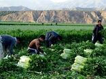 برداشت محصول کرفس از 180 هکتار مزارع شهرستان طارم آغاز شد