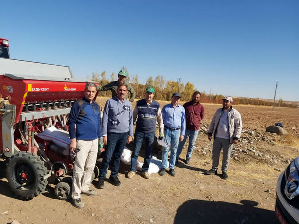 آغاز کشت پایگاه نوآوری در قالب طرح پایداری تولید در دیمزارهای شهرستان مراغه