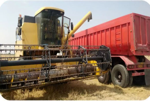 خرید بیش از 45 هزار تن گندم در ماهشهر