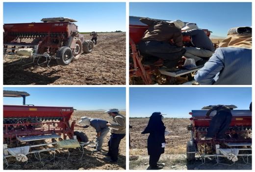 13 رقم کلزا در مزرعه PVS شهرستان دهگلان کشت شد