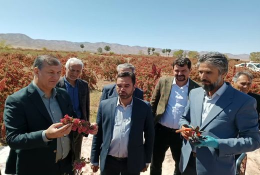 تاکید معاون باغبانی وزیر در پیگیری خواسته‌های کشاورزان خراسان جنوبی 