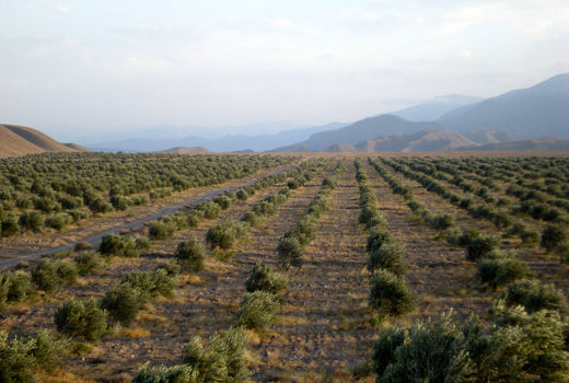 اجرای طرح توسعه و جایگزینی باغ در 1000 هکتار از اراضی استان قزوین