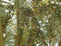 سمپاشی باغات هندیجان علیه کرم میوه خوار خرما