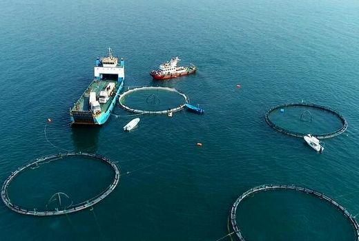 ۱۸ مزرعه پرورش ماهی در قفس در استان بوشهر به بهره‌برداری رسید