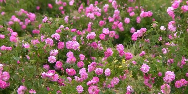 استقبال از پرورش گل محمدی در خراسان شمالی