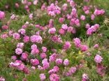استقبال از پرورش گل محمدی در خراسان شمالی