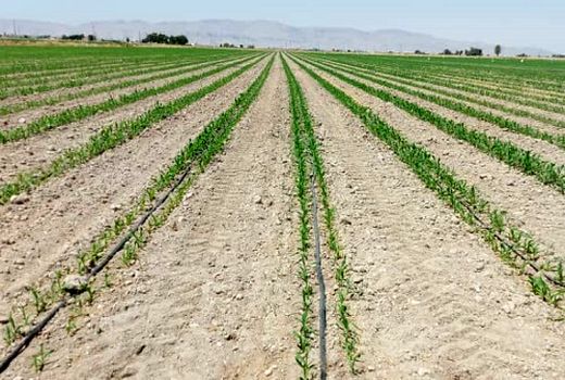 3750 هکتار از مزارع کشاورزی شهرستان البرز به ذرت اختصاص یافت