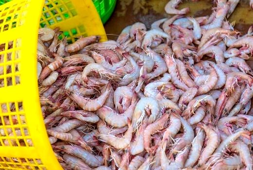 پیش‌بینی صید هزار و ۵۰۰ تن میگو در آب‌های استان بوشهر