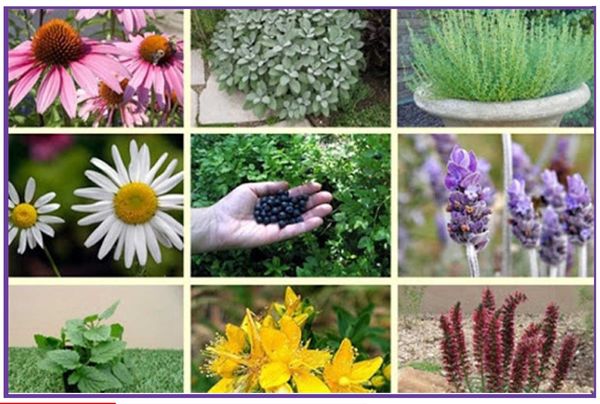 برداشت ۱۱ نوع گیاه دارویی از مزارع کشاورزی شهرستان طبس