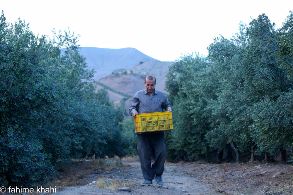 از لمس شاخه تا عصاره ی نور  