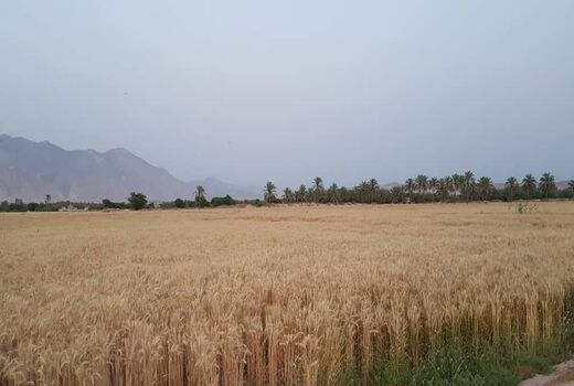 برداشت گندم از مزارع دشتی آغاز شد