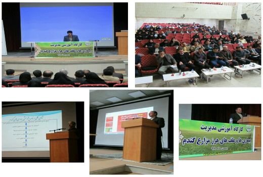  کارگاه آموزشـی مـدیریت علف های هرز و بیماری های گنـدم برگزار شد