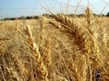 خرید تضمینی ۲۰۰ تن گندم از بهره برداران استان اصفهان