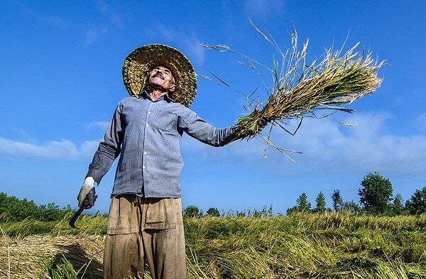 تشکل‌های بخش کشاورزی همواره در کنار کشاورزان باشند 